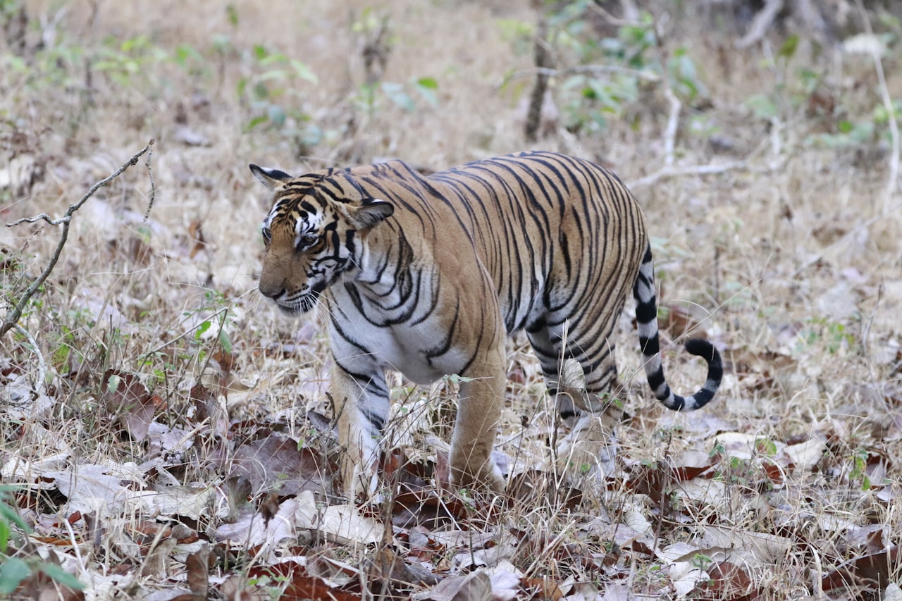 A tiger moving through tall dry grass in an Indian reserve